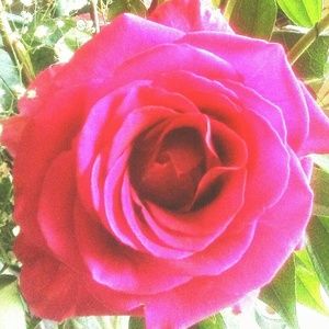 Meet your Posher, Kristina